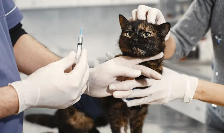 Complete Dog & Cat Vaccination Schedule in Bangladesh