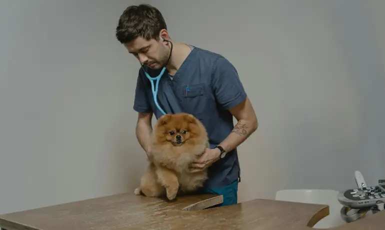 Most Common Diseases in Pet Dogs and Cats
