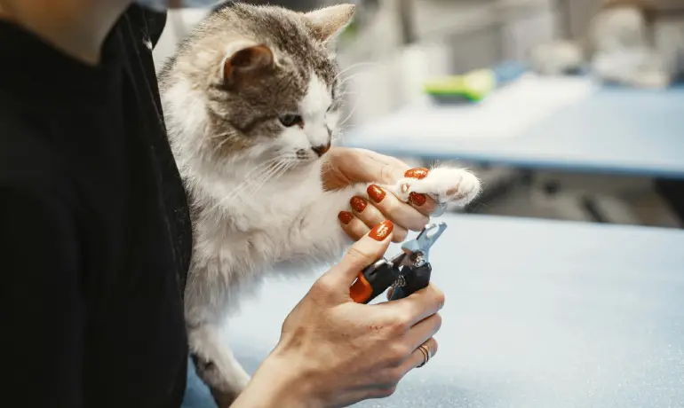Pet Grooming in Dhaka