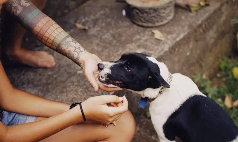 Spaying & Neutering Your Pet in Dhaka